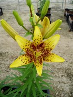 [1625 Graffity No01.JPG]